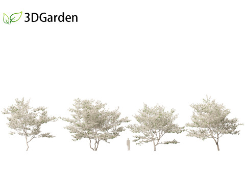 Cornus florida - flowering dogwood 3Dモデル