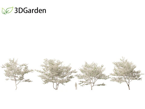 Cornus florida - flowering dogwood 3D Model