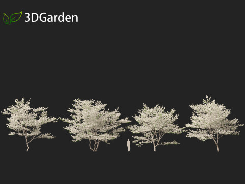 Cornus florida - flowering dogwood 3Dモデル