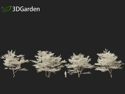 Cornus florida - flowering dogwood 3D Model