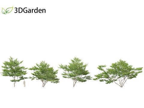 Cornus florida - flowering dogwood 3Dモデル