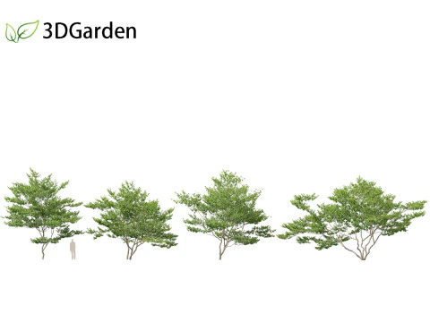 Cornus florida - flowering dogwood 3D Model