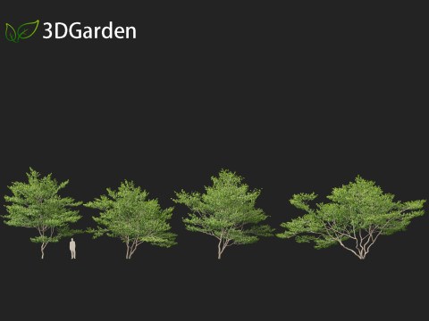 Cornus florida - flowering dogwood 3Dモデル