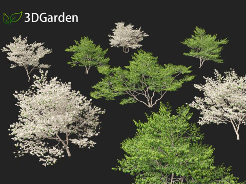 Cornus florida - flowering dogwood 3D Model
