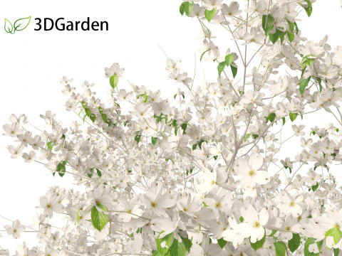 Cornus florida - flowering dogwood 3D Model