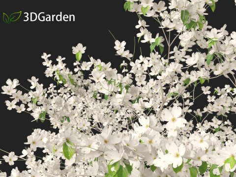 Cornus florida - flowering dogwood 3Dモデル