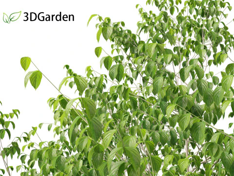 Cornus florida - flowering dogwood 3D Model