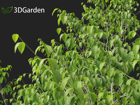 Cornus florida - flowering dogwood 3D Model