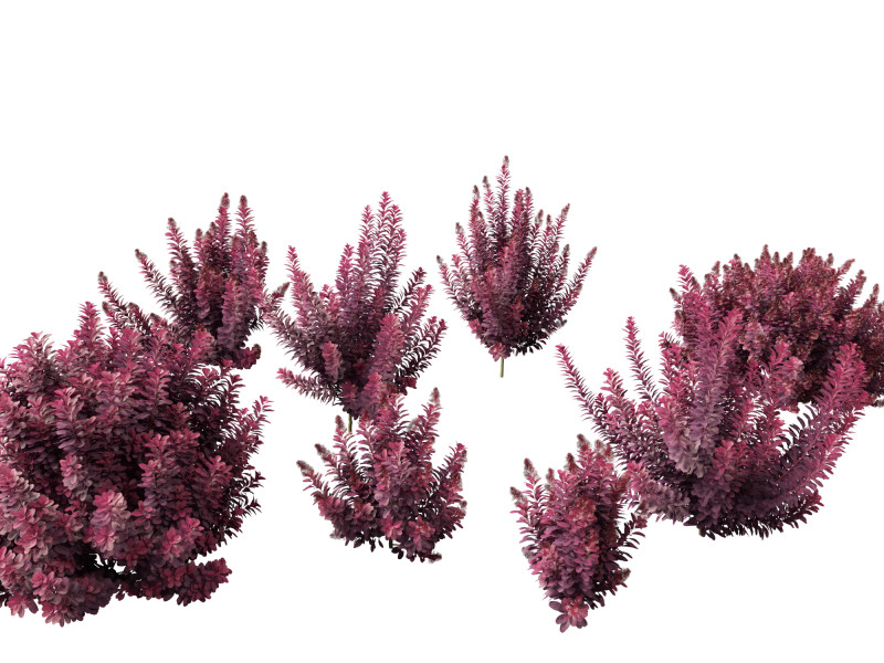 Cornus florida - flowering dogwood 3D Модель .c4d .max .obj .3ds .fbx .stl .blend 