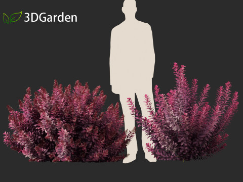 Cornus florida - flowering dogwood 3D Модель
