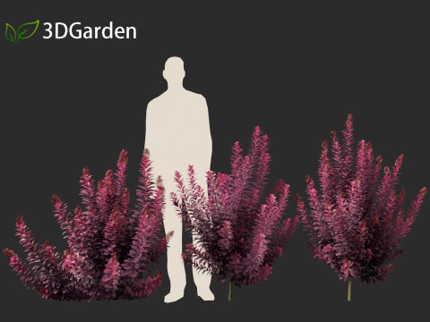 Cornus florida - flowering dogwood 3D Модель