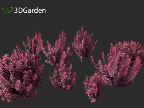 Cornus florida - flowering dogwood 3D Модель