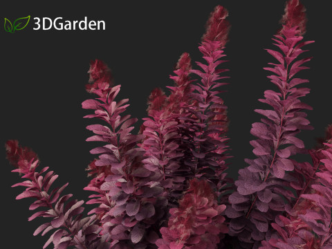 Cornus florida - flowering dogwood 3D Модель