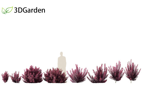 Cornus florida - flowering dogwood 3D Модель