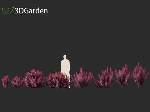 Cornus florida - flowering dogwood 3D Модель