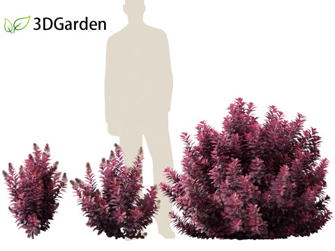 Cornus florida - flowering dogwood 3D Модель