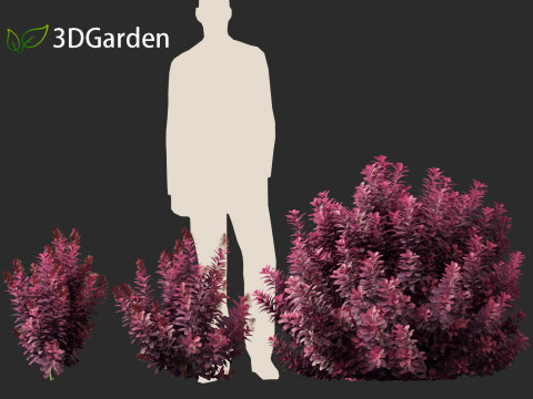 Cornus florida - flowering dogwood 3D Модель