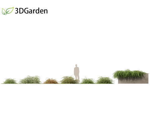 Cotoneaster dammeri Coral Beauty - Bearberry cotoneaster 3D 모델