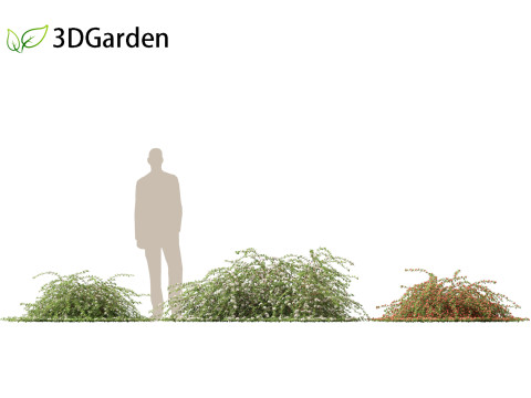Cotoneaster dammeri Coral Beauty - Bearberry cotoneaster 3D 모델