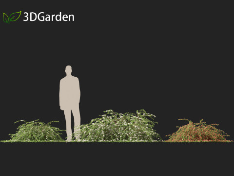 Cotoneaster dammeri Coral Beauty - Bearberry cotoneaster 3D 모델