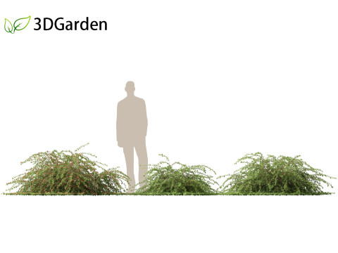 Cotoneaster dammeri Coral Beauty - Bearberry cotoneaster 3D 모델