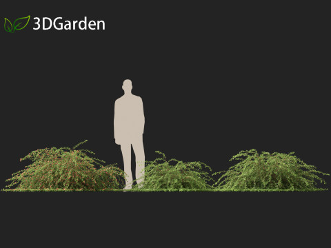 Cotoneaster dammeri Coral Beauty - Bearberry cotoneaster 3D 모델