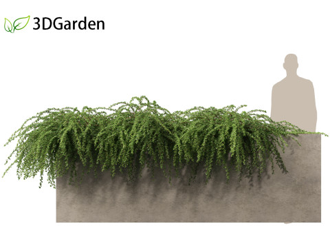 Cotoneaster dammeri Coral Beauty - Bearberry cotoneaster 3D 모델