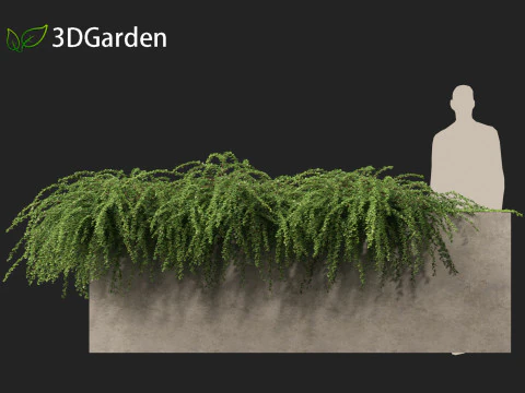 Cotoneaster dammeri Coral Beauty - Bearberry cotoneaster 3D Model