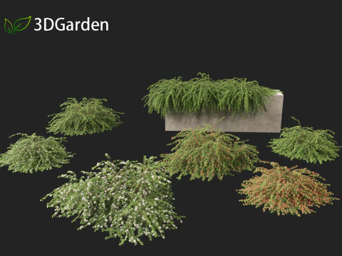Cotoneaster dammeri Coral Beauty - Bearberry cotoneaster 3D Model