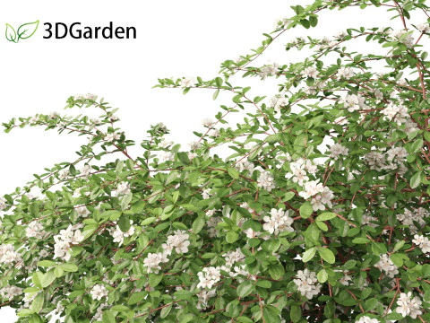 Cotoneaster dammeri Coral Beauty - Bearberry cotoneaster 3D Model
