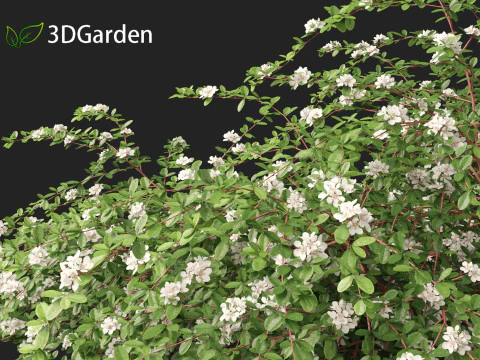 Cotoneaster dammeri Coral Beauty - Bearberry cotoneaster 3D Model