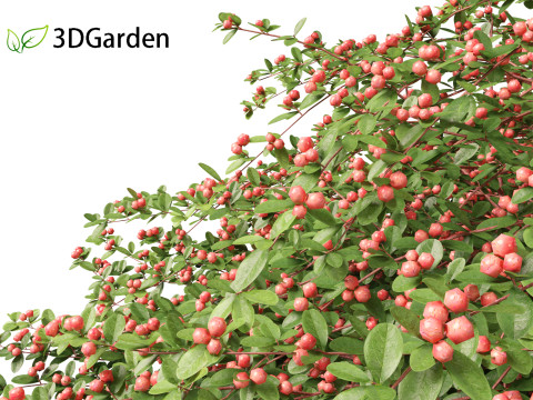 Cotoneaster dammeri Coral Beauty - Bearberry cotoneaster 3D 모델