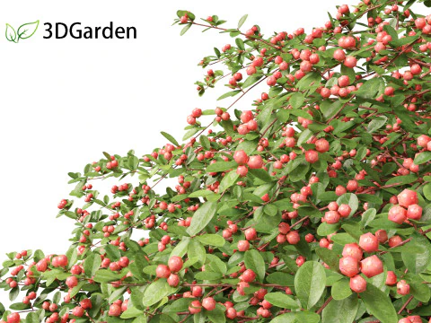 Cotoneaster dammeri Coral Beauty - Bearberry cotoneaster 3D Model