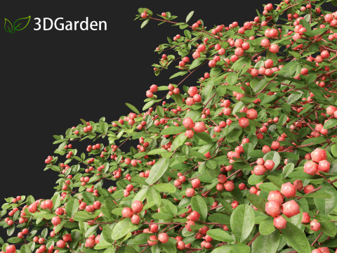 Cotoneaster dammeri Coral Beauty - Bearberry cotoneaster 3D 모델