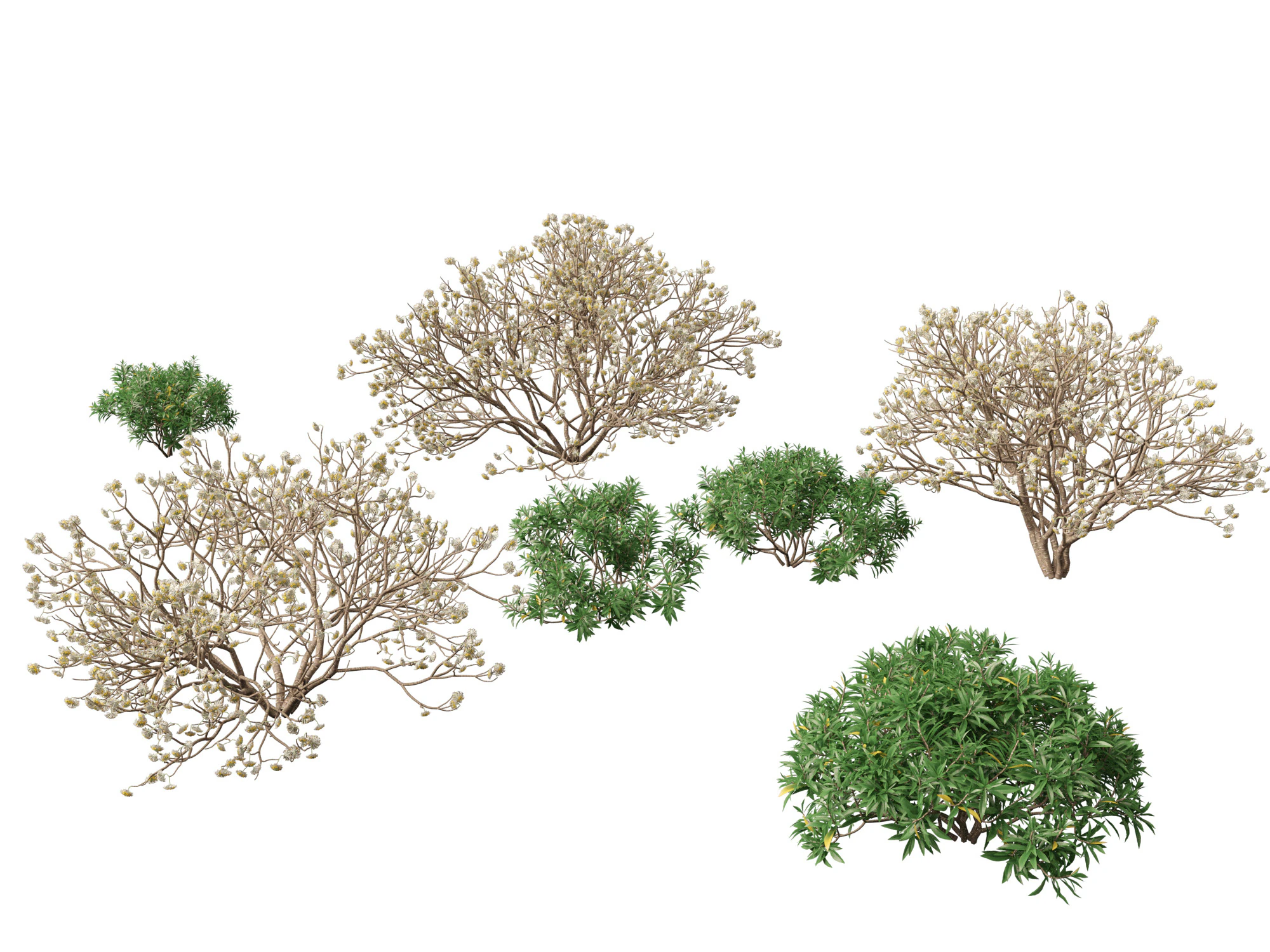 Edgeworthia tomentosa - Edgeworthia chrysantha 3D Model .c4d .max .obj .3ds .fbx .stl .blend 