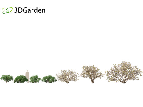 Edgeworthia tomentosa - Edgeworthia chrysantha 3D मॉडल