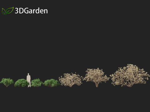 Edgeworthia tomentosa - Edgeworthia chrysantha 3D मॉडल