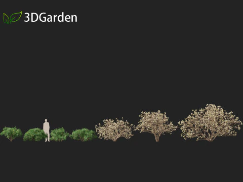 Edgeworthia tomentosa - Edgeworthia chrysantha 3D Model