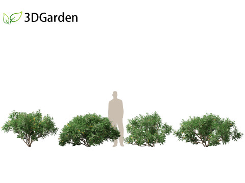 Edgeworthia tomentosa - Edgeworthia chrysantha 3D मॉडल