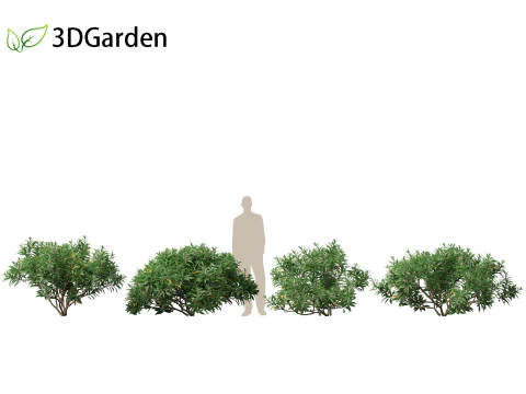 Edgeworthia tomentosa - Edgeworthia chrysantha 3D Model