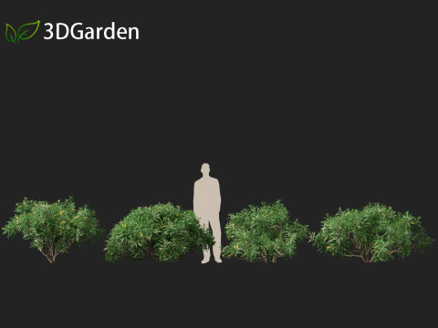 Edgeworthia tomentosa - Edgeworthia chrysantha 3D मॉडल