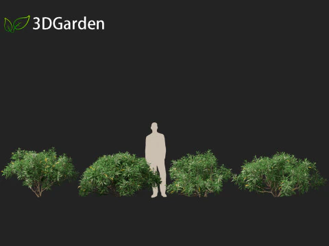 Edgeworthia tomentosa - Edgeworthia chrysantha 3D Model