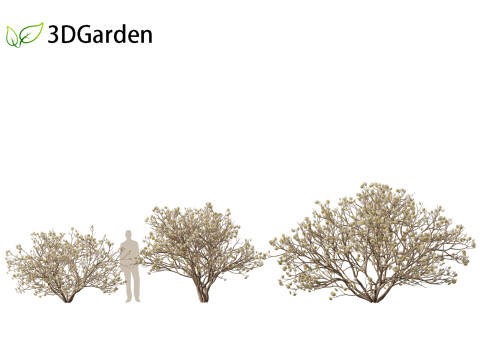 Edgeworthia tomentosa - Edgeworthia chrysantha 3D मॉडल