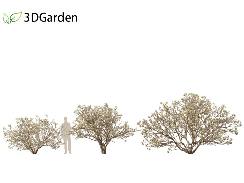 Edgeworthia tomentosa - Edgeworthia chrysantha 3D Model