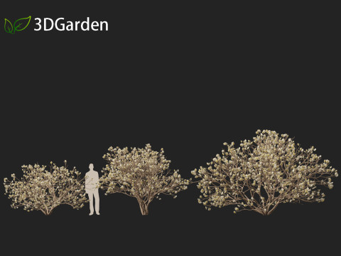 Edgeworthia tomentosa - Edgeworthia chrysantha 3D मॉडल