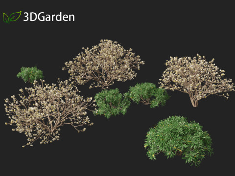 Edgeworthia tomentosa - Edgeworthia chrysantha 3D मॉडल