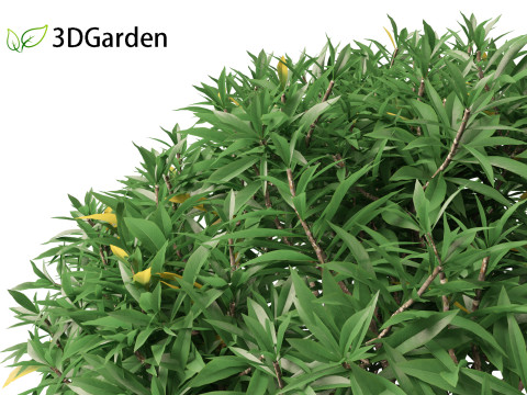 Edgeworthia tomentosa - Edgeworthia chrysantha 3D मॉडल