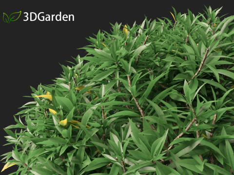 Edgeworthia tomentosa - Edgeworthia chrysantha 3D मॉडल