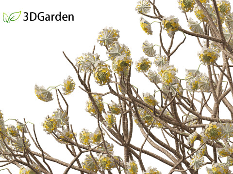 Edgeworthia tomentosa - Edgeworthia chrysantha 3D मॉडल
