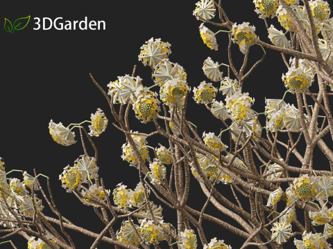 Edgeworthia tomentosa - Edgeworthia chrysantha 3D मॉडल